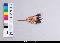 藏品(布袋戲道具-扇子)的圖片